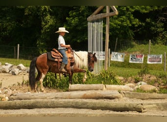Meer ponys/kleine paarden, Ruin, 10 Jaar, 122 cm