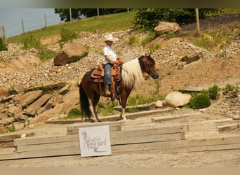 Meer ponys/kleine paarden, Ruin, 10 Jaar, 122 cm
