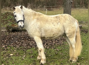 Meer ponys/kleine paarden, Ruin, 10 Jaar, 126 cm, Appaloosa