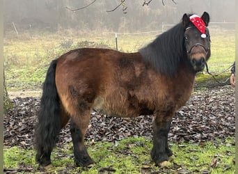 Meer ponys/kleine paarden, Ruin, 10 Jaar, 126 cm, Bruin