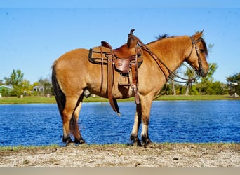 Meer ponys/kleine paarden, Ruin, 10 Jaar, 130 cm, Falbe