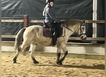 Meer ponys/kleine paarden, Ruin, 10 Jaar, 139 cm, Appaloosa