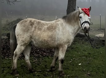 Meer ponys/kleine paarden, Ruin, 10 Jaar, 139 cm, Appaloosa