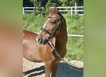 Meer ponys/kleine paarden, Ruin, 10 Jaar, 140 cm, Bruin