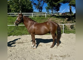 Meer ponys/kleine paarden, Ruin, 10 Jaar, 140 cm, Bruin