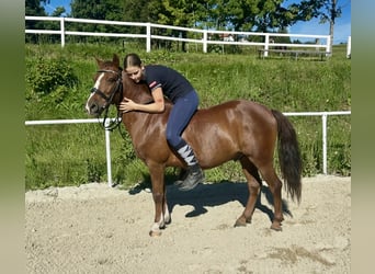 Meer ponys/kleine paarden, Ruin, 10 Jaar, 140 cm, Bruin