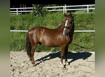 Meer ponys/kleine paarden, Ruin, 10 Jaar, 140 cm, Bruin