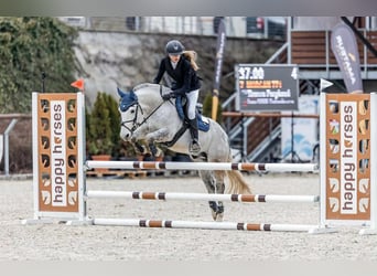 Meer ponys/kleine paarden, Ruin, 10 Jaar, 143 cm, Schimmel