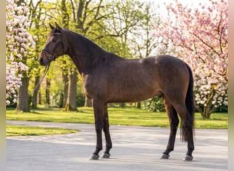 Meer ponys/kleine paarden, Ruin, 10 Jaar, 145 cm, Bruin