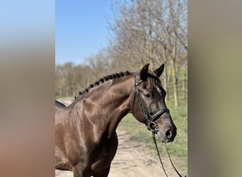 Meer ponys/kleine paarden Mix, Ruin, 10 Jaar, 146 cm, Bruin