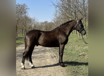Meer ponys/kleine paarden Mix, Ruin, 10 Jaar, 146 cm, Bruin