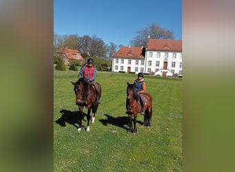 Meer ponys/kleine paarden, Ruin, 10 Jaar, 147 cm, Bruin