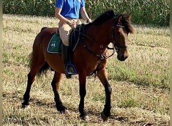 Meer ponys/kleine paarden, Ruin, 10 Jaar, 147 cm, Bruin