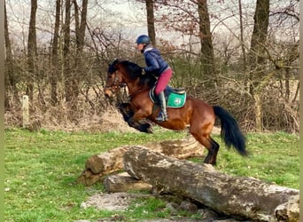 Meer ponys/kleine paarden, Ruin, 10 Jaar, 147 cm, Bruin
