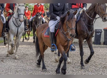 Meer ponys/kleine paarden, Ruin, 10 Jaar, 147 cm, Bruin
