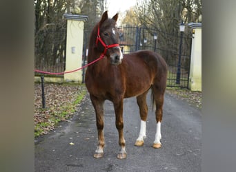 Meer ponys/kleine paarden, Ruin, 10 Jaar, 152 cm, Bruin
