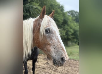 Meer ponys/kleine paarden Mix, Ruin, 10 Jaar, 155 cm, Rood schimmel