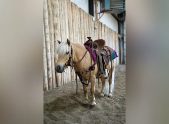 Meer ponys/kleine paarden, Ruin, 10 Jaar, 81 cm, Palomino