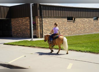 Meer ponys/kleine paarden, Ruin, 10 Jaar, 81 cm, Palomino