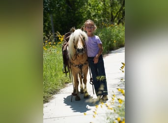 Meer ponys/kleine paarden, Ruin, 10 Jaar, 81 cm, Palomino