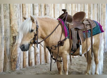 Meer ponys/kleine paarden, Ruin, 10 Jaar, 81 cm, Palomino
