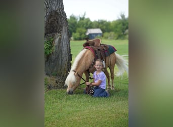 Meer ponys/kleine paarden, Ruin, 10 Jaar, 81 cm, Palomino