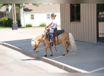 Meer ponys/kleine paarden, Ruin, 10 Jaar, 81 cm, Palomino