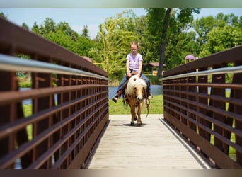 Meer ponys/kleine paarden, Ruin, 10 Jaar, 81 cm, Palomino