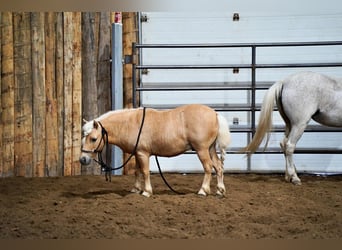 Meer ponys/kleine paarden, Ruin, 10 Jaar, 81 cm, Palomino