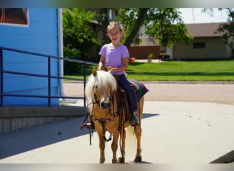 Meer ponys/kleine paarden, Ruin, 10 Jaar, 81 cm, Palomino