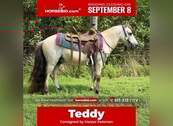 Meer ponys/kleine paarden, Ruin, 10 Jaar, 86 cm, Buckskin