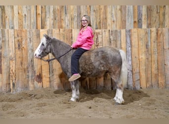 Meer ponys/kleine paarden, Ruin, 10 Jaar, 91 cm, Schimmel
