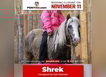 Meer ponys/kleine paarden, Ruin, 10 Jaar, 91 cm, Schimmel