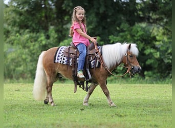 Meer ponys/kleine paarden, Ruin, 10 Jaar, 94 cm, Roodvos