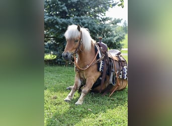 Meer ponys/kleine paarden, Ruin, 10 Jaar, 94 cm, Roodvos