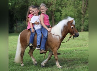 Meer ponys/kleine paarden, Ruin, 10 Jaar, 94 cm, Roodvos