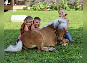 Meer ponys/kleine paarden, Ruin, 10 Jaar, 94 cm, Roodvos