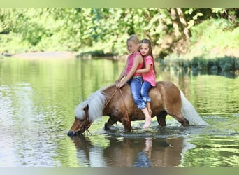 Meer ponys/kleine paarden, Ruin, 10 Jaar, 94 cm, Roodvos