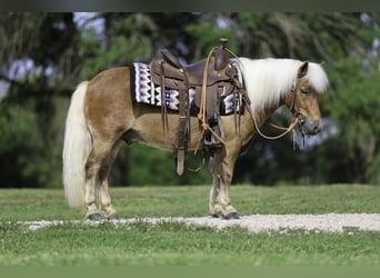 Meer ponys/kleine paarden, Ruin, 10 Jaar, 94 cm, Roodvos