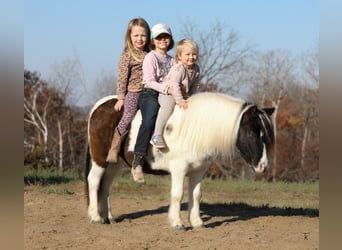 Meer ponys/kleine paarden, Ruin, 10 Jaar, 95 cm, Gevlekt-paard