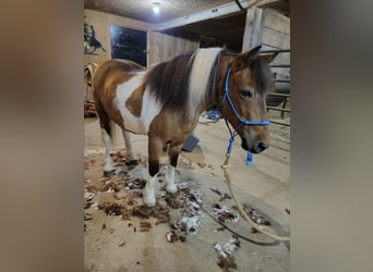 Meer ponys/kleine paarden, Ruin, 10 Jaar, 99 cm, Gevlekt-paard