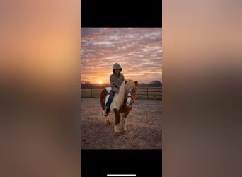 Meer ponys/kleine paarden, Ruin, 10 Jaar, 99 cm, Gevlekt-paard