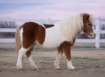 Meer ponys/kleine paarden, Ruin, 10 Jaar, 99 cm, Gevlekt-paard