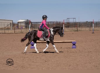 Meer ponys/kleine paarden, Ruin, 10 Jaar, Gevlekt-paard