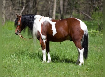 Meer ponys/kleine paarden, Ruin, 10 Jaar, Gevlekt-paard