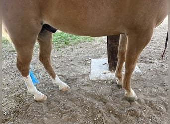 Meer ponys/kleine paarden, Ruin, 10 Jaar, Palomino