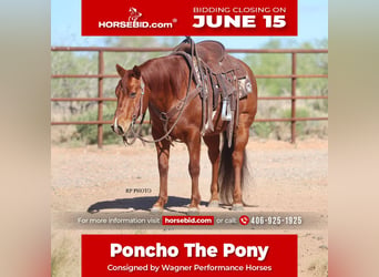 Meer ponys/kleine paarden, Ruin, 10 Jaar, Roodvos