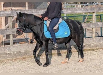 Meer ponys/kleine paarden, Ruin, 11 Jaar, 122 cm, Zwart