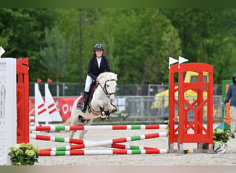 Meer ponys/kleine paarden, Ruin, 11 Jaar, 135 cm, Schimmel
