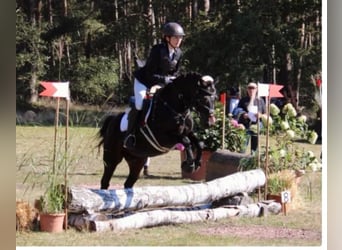 Meer ponys/kleine paarden, Ruin, 11 Jaar, 143 cm, Bruin